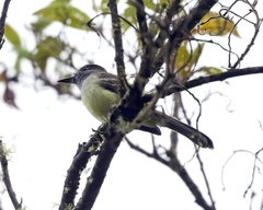 Myiarchus cephalotes