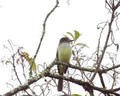 Myiarchus cephalotes