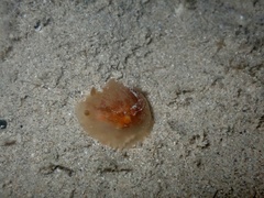 Doriopsilla carneola