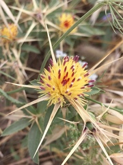 Centaurea iberica