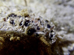 Dendrodoris atromaculata