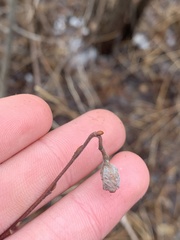 Rabdophaga salicisgnaphalioides