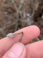 Rabdophaga salicisgnaphalioides