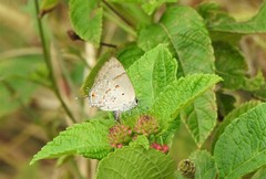 Tmolus echion