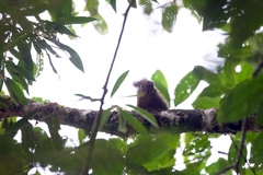 Microsciurus flaviventer