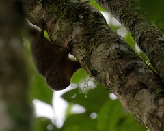 Microsciurus flaviventer