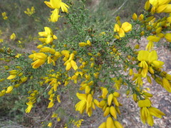 Ulex australis
