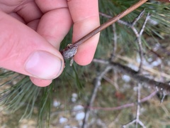 Neolasioptera cornicola