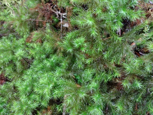 Image of Dendroligotrichum dendroides by (c) Fernanda Isidora Améstica Rojas, some rights reserved (CC BY)