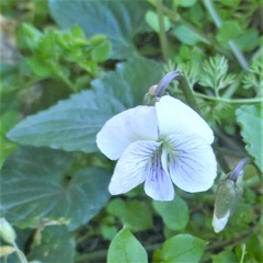 Viola missouriensis