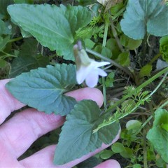 Viola missouriensis