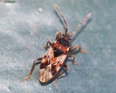 Scolopostethus decoratus