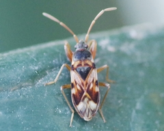 Scolopostethus decoratus