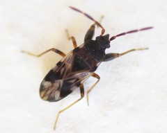 Scolopostethus decoratus