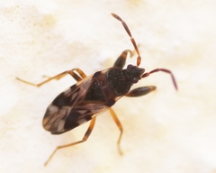 Scolopostethus decoratus