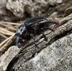 Ceratophyus hoffmannseggi