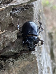 Ceratophyus hoffmannseggi