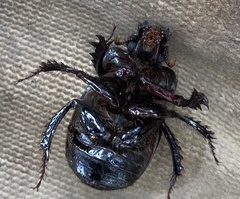 Ceratophyus hoffmannseggi