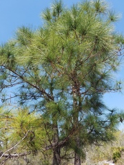 Pinus elliottii densa