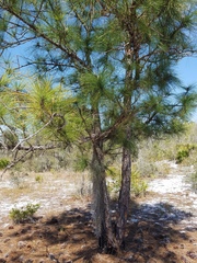 Pinus elliottii densa