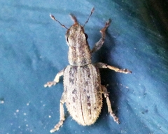 Sitona macularius