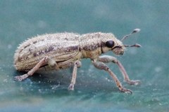 Sitona macularius