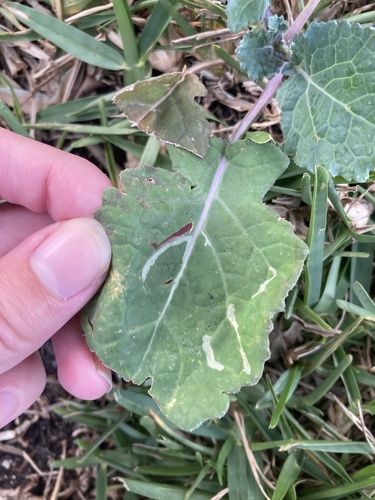 Leafminer fly