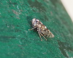 Stenidiocerus poecilus