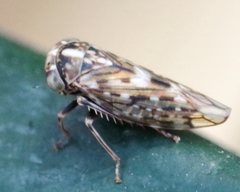 Stenidiocerus poecilus