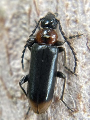 Pedilus punctulatus