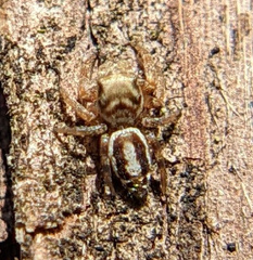 Pelegrina pervaga