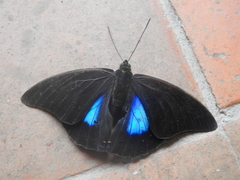 Archaeoprepona chromus