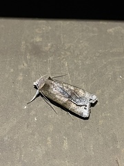 Agrotis hephaestaea