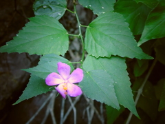 Hibiscus phoeniceus