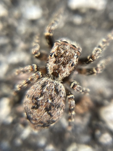 How to identify Mexigonus morosus (G.W.Peckham & E.G.Peckham, 1888)