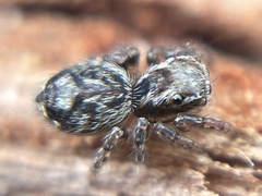 Mexigonus morosus