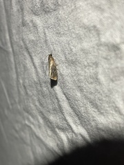 Cryptophlebia illepida