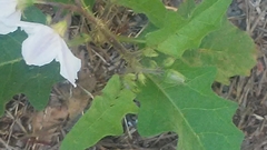 Solanum carolinense carolinense