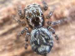 Mexigonus morosus