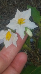 Solanum carolinense carolinense