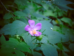 Hibiscus phoeniceus
