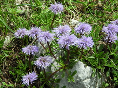 Globularia cordifolia