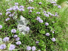 Globularia cordifolia