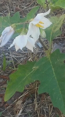 Solanum carolinense carolinense