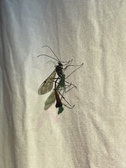 Enicospilus kaalae