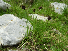 Carex parviflora