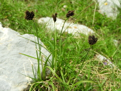 Carex parviflora