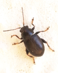 Chaetocnema aridula
