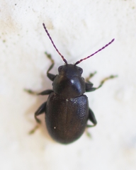 Chaetocnema aridula