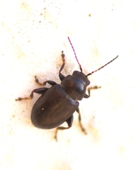Chaetocnema aridula